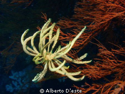 Crinoid and red soft coral, Cebu, Philippines by Alberto D'este 